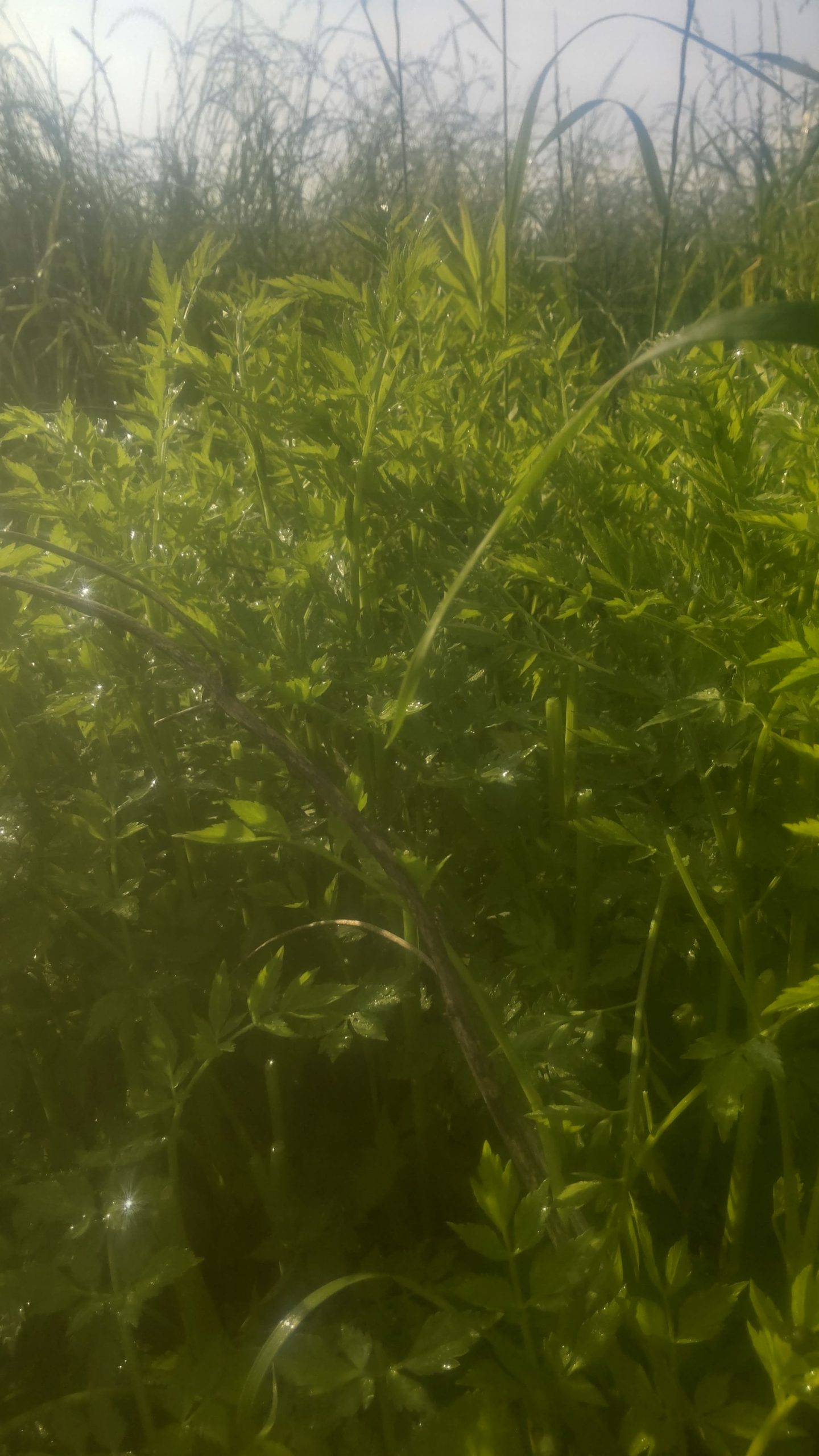見沼菜園クラブたんぽぽ農園の水路で育つセリ。セリを収穫しているといい香りに包まれます。